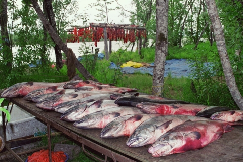 Harvested salmon at a fish camp on the Kuskokwim River