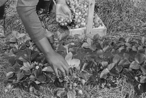 Black and white photo of person picking strawberries with planter box