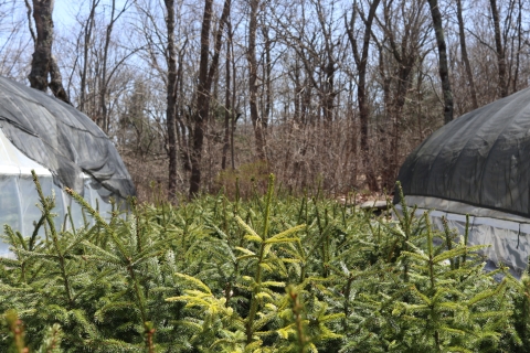 Numerous small evergreen trees gathered between two greenhouses with a forest in the background