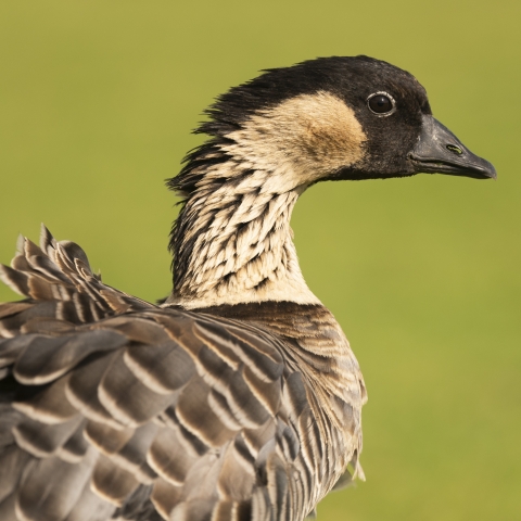 A large goose stares back at the camera. Wind ruffles its feathers. The goose almost appears to be smiling for the camera.