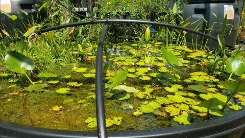 black pond with aquatic vegetation.