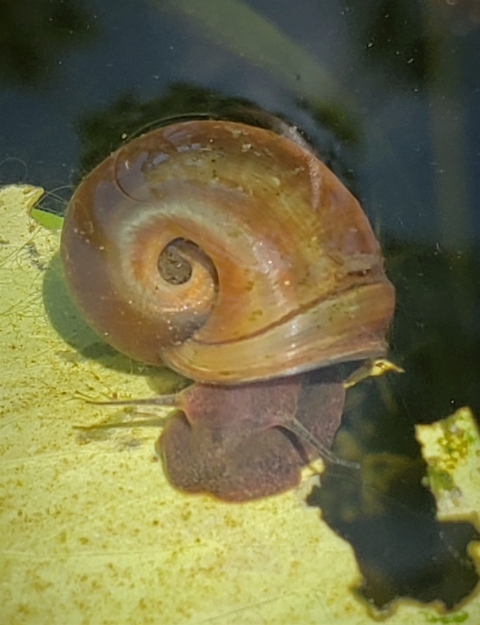 snail submerged under water and on a leaf.