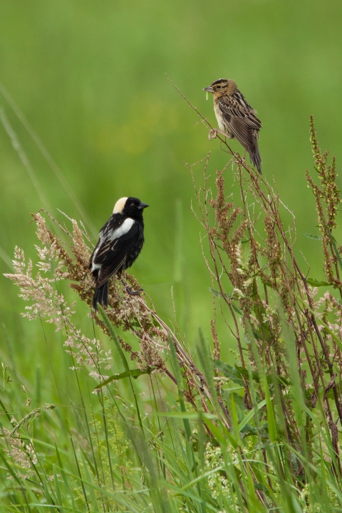 Male and female bobolink pair perched on grasses.