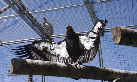 Paaytoqin with his wings outstretched in the flight pen featuring a condor perched on top of the flight pen