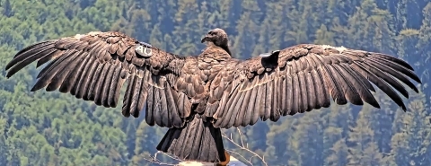 A condor spreads its wings, about to take flight. Beyond it lies forested hills. On its wings it carries tags so researchers can keep track of it.