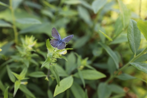 a silvery-blue butterfly with black margin wings sitting on green vegetation