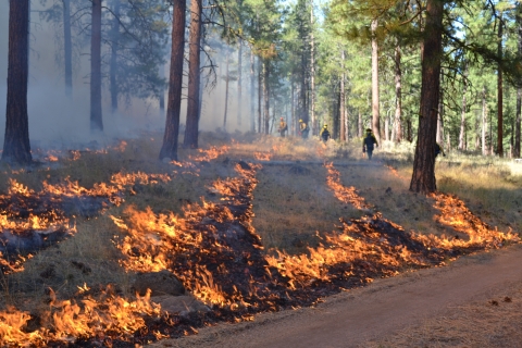 Flames run in a pattern on the ground as firefighters with drip torches are pictured in the background.  Trees spaces our surround the area