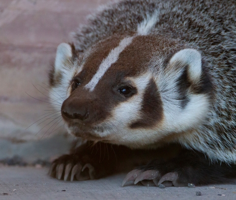 Close-up view of a badger