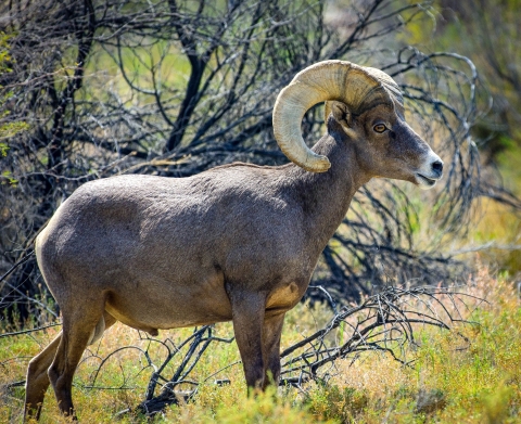 Ram bighorn sheep standing next to some dead mesquite trees