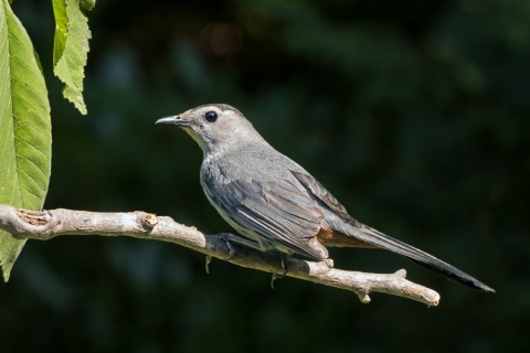 a gray bird perched on a tree limb next to green leaves