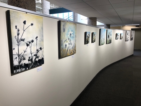 Wall gallery of flower paintings
