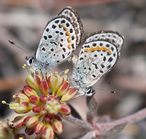 Two butterflies on a flower