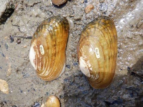 Two fluted kidneyshell mussels with tags in some sediment