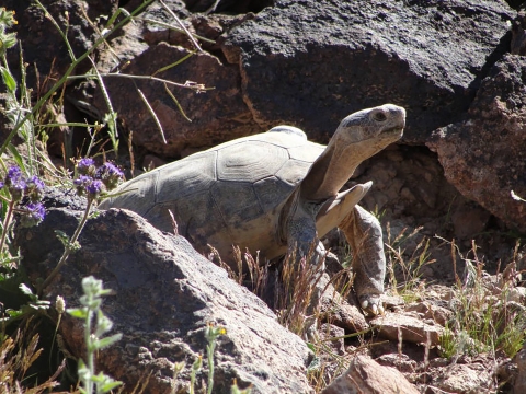 Desert tortoise near its burrow