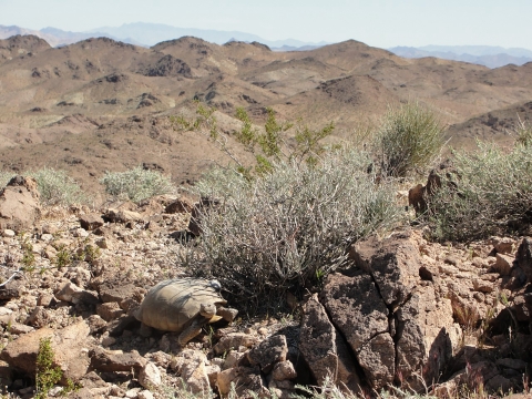 Desert tortoise near a bush in the desert