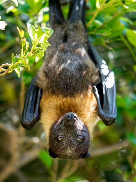 Frontal view of a flying fox hanging from a tree