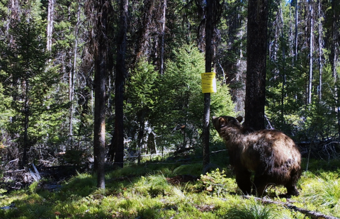 Grizzly bear visiting a hair snare site