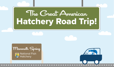 A graphic of a light blue sky with puffy clouds. A green highway sign hangs from the top and reads "The Great American Hatchery Road Trip." At the bottom, a fish drives a blue car along a road toward a brown sign with the USFWS logo and text that reads "Mammoth Spring National Fish Hatchery."