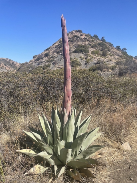 A blooming agave in New Mexico