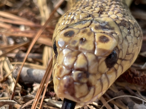 Mr. Snake, a Louisiana pinesnake that helps the U.S. Forest Service with education and outreach, lying in pine straw July 11, 2022.
