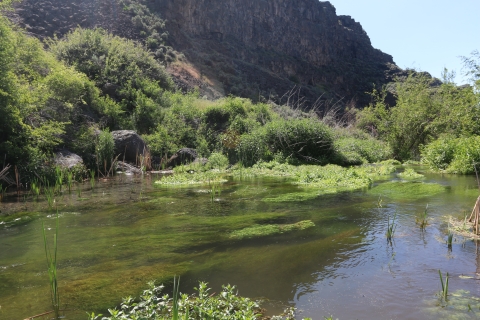 A rock cliff is in the left side of the frame and a stream with lots of aquatic vegetation can be seen in the middle of the frame.