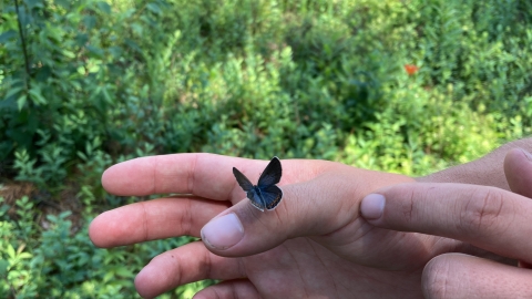 a silvery-blue butterfly sitting on a person's thumb