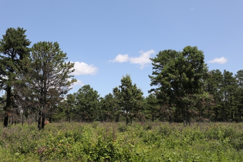 A grassy meadow on a sunny day, with stands of pitch pine in the surroundings.
