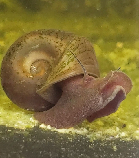 snail underwater