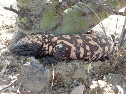 Gila Monster at the Base of a Palo Verde