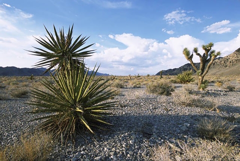 Photo of Mojave desert with yucca and joshua tree
