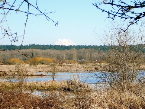 View of brown winter wetland with evergreen trees on horizon and a tall snowy mountain showing in the background.