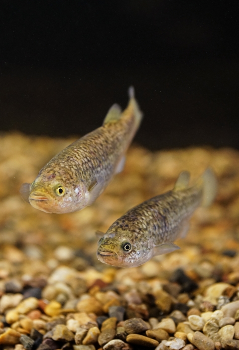 Two small, speckled brown fish