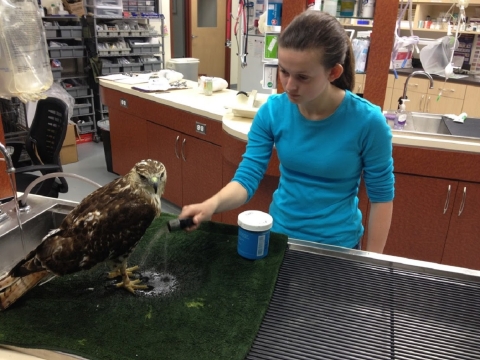 A person in a blue shirt washing a hawk.