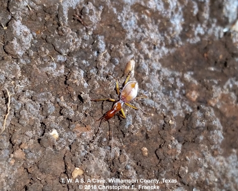 Small reddish-brown ant-like beetle on a rough soil covered cave floor