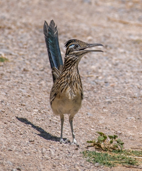 A roadrunner stands in the desert with its mouth open