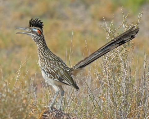 A roadrunner perches on a rock to peer above some desert vegetation