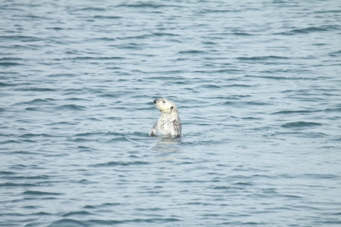 Lone sea otter popping its head above the water