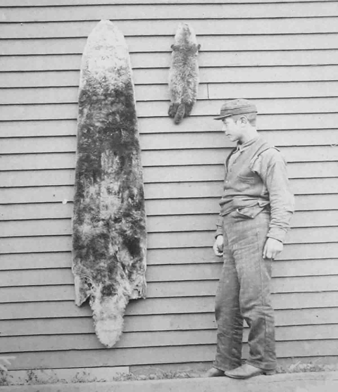 A black and white photo of a boy looking at sea otter skins that are hung on the wall
