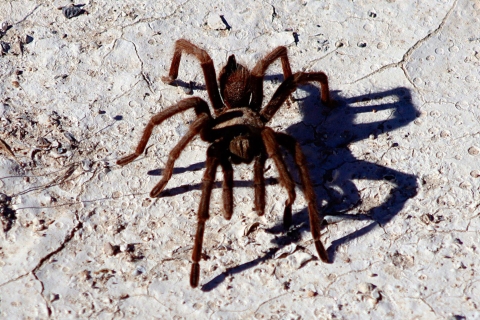 A large, brown spider standing on a dry desert ground