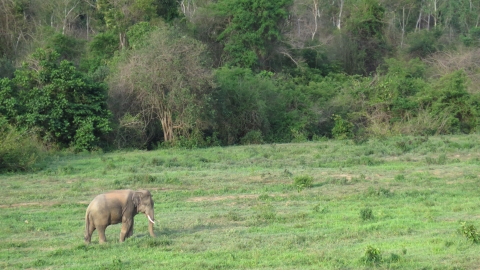 Asian Elephant in Thailand
