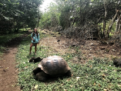 A person posing in a green space next to tortoise.