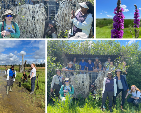 A collage photo with botanists working in the field in the top two pictures and pictures of the flowers in the bottom two pictures. 