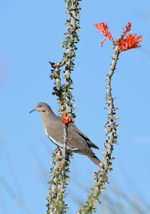 White-winged dove perching on a flowering ocotillo 