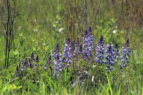 A group of purple wild flowering plants in a grassy meadow