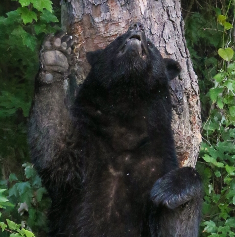 Large black bear standing with its back against a pine tree, Bear has head thrown back