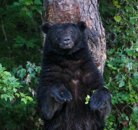 Large black bear standing with tis back against pine tree surrounded by green toa