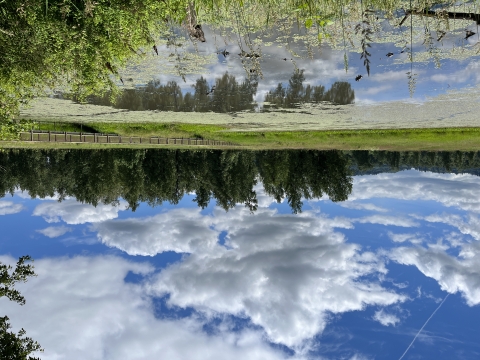 A bright blue sky and white clouds are reflected in a pond lined by trees