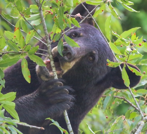 Black bear eating berries from black cherry plant