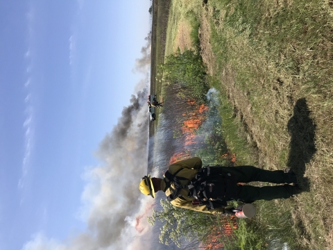Firefighter with drip torch watches flames take over vegetation with smoke in the air
