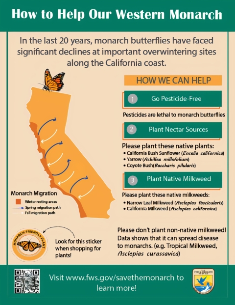 An infographic that contains information about how to help western monarchs. Steps include going pesticide free, planting native nectar sources such as California bush, Yarrow, and Coyote Bush, and planting native milkweed.